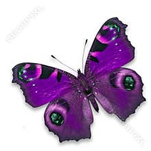 Purple Butterfly