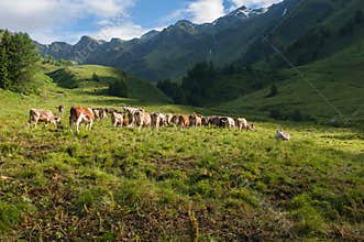 Cows in the mountain