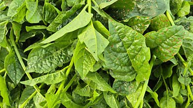 Fresh Green Malabar Spinach Leaves Texture Bangladesh