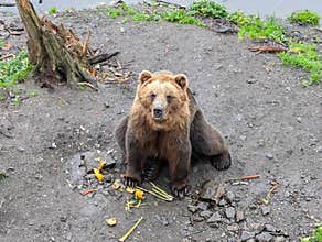 Sitka, Alaska 2026.06.14. Brown Bear sitting at Sitka Bear Sanctuary, Alaska