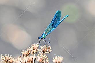 Blue Water Moth , Calopteryx virgo , perched on a wild plant