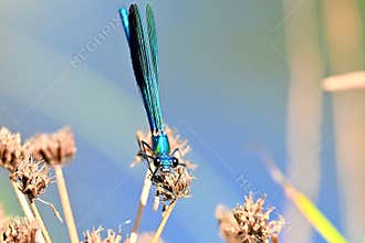Blue Water Moth , Calopteryx virgo , perched on a wild plant