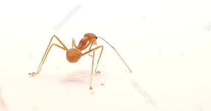 Asian Weaver Ants Feeding on Dead Insect Isolated