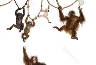 Young Orangutan