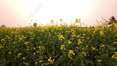 Mustard Field at Sunset