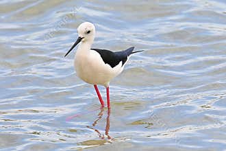 Stilt-billed , Himantopus himantopus , foraging in a salt marsh