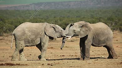 African elephants fighting