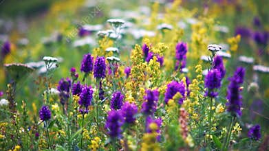 Wild flowers