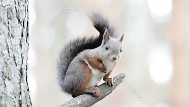 Funny squirrel