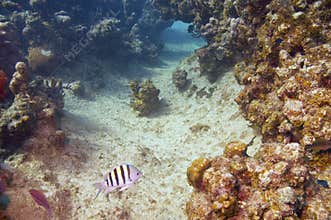 Sergeant major damselfish and coral reef