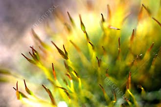Green moss macro
