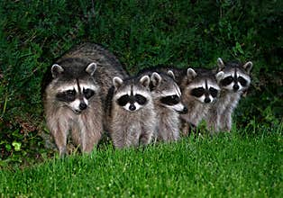 Raccoons