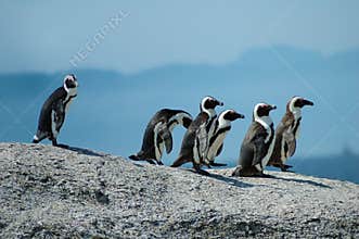 African penguins