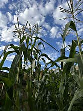 Corn field with tall green stalks and tassels stretching toward bright blue