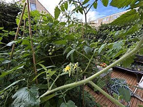 Tomato vines climb trellis in sunlit garden with green fruit and yellow