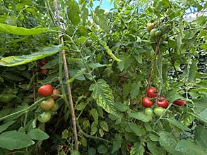 Tomato vines with ripening red fruit supported by bamboo stakes in dense