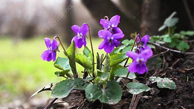 Purple Violets in Lush Greenery Close Up