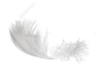 Light feather on white
