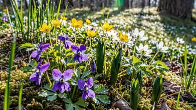 Springtime Awakening: A Serene Scene of Blooming Creative Stock Footage
