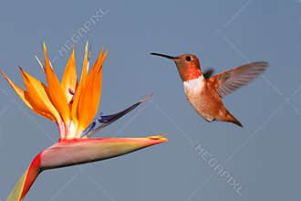 Rufous Hummingbird and Bird of Paradise