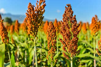 Sorghum field in morning sun light.