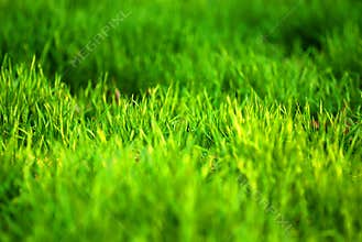 Green grass