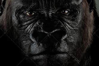 Gorilla