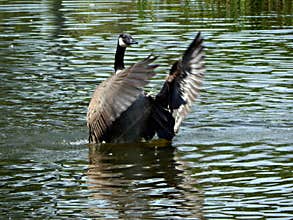 Canada Goose Conductor