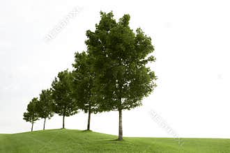 Row of green trees