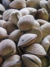 Clams