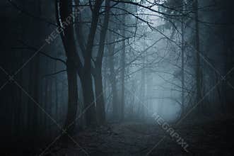 Road in dark forest with fog at night