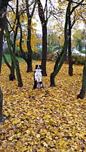 Autumn Border Collie Dog