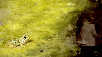 Common frog, sitting in garden pond edge