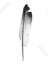Feather
