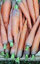 Fresh carrots from the garden