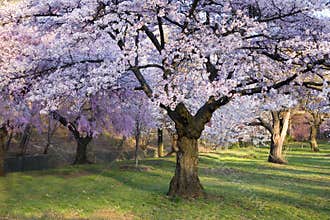 Cherry Blossom Forest