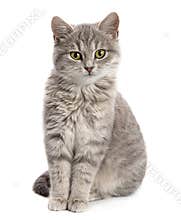 Gray cat sitting