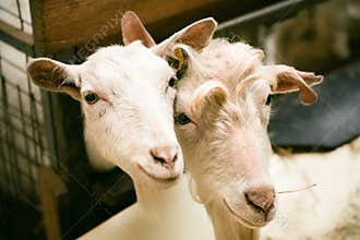 Curious goats at homestead
