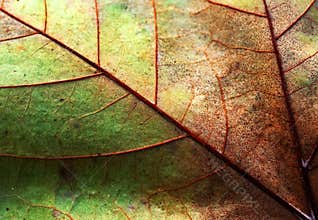 Abstract leaf texture