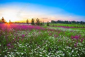 Summer landscape with flowers on a meadow and sunset