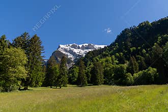 mountain meadow and forest under snow-capped mountains and a cloudless blue sky