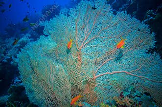 Giant fan (gorgonian) in the current