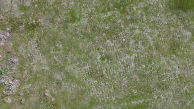 A top-down aerial view shows a small group of wild deer scattered across a vast, green grassy pasture. The drone perspective