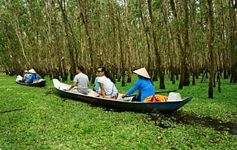 Tra Su indigo forest, Vietnam ecotourism