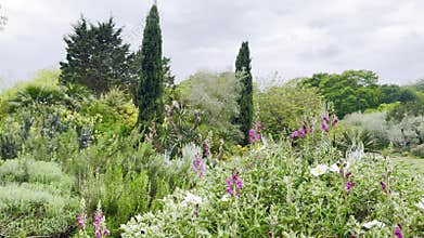 View of the Mediterranean Garden at Kew Gardens with purple cistus flowers,