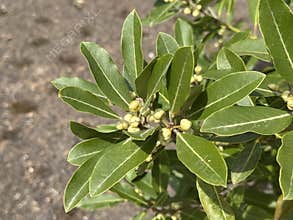 The Azores laurel or Macaronesian laurel (Laurus azorica, syn. Persea azorica), Azoren-Lorbeer, Laurier des Açores