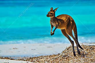 Kangaroo at Lucky Bay