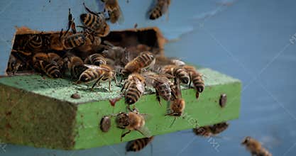 Honey bees fly near a beehive. Bees are best known to humans for their ecological roles as pollinators. Honey bees flying into