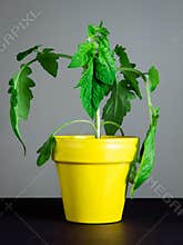 Young tomato plant