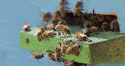 Honey bees fly near a beehive. Bees are best known to humans for their ecological roles as pollinators. Honey bees flying into